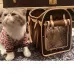 Louis Vuitton pet bag #B38889
